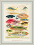 Ornate White with Mat board Wood Framed Great Barrier Reef Fishes Vintage Illustration Wall Art Print